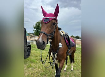 Niemiecki koń sportowy, Klacz, 6 lat, 170 cm, Ciemnogniada