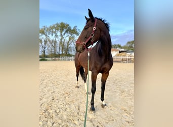 Niemiecki koń sportowy, Klacz, 6 lat, 170 cm, Ciemnogniada