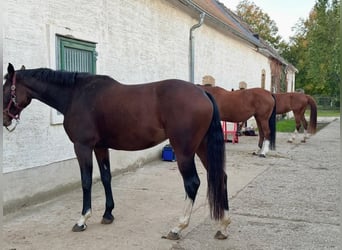 Niemiecki koń sportowy, Klacz, 6 lat, 170 cm, Ciemnogniada