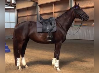 Niemiecki koń sportowy, Klacz, 6 lat, 170 cm, Ciemnokasztanowata