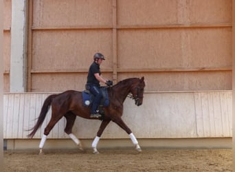 Niemiecki koń sportowy, Klacz, 6 lat, 170 cm, Ciemnokasztanowata
