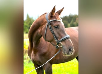 Niemiecki koń sportowy, Klacz, 6 lat, 170 cm, Ciemnokasztanowata