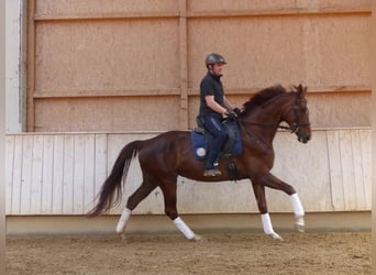 Niemiecki koń sportowy, Klacz, 6 lat, 170 cm, Ciemnokasztanowata