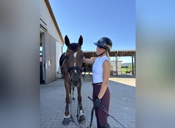 Niemiecki koń sportowy, Klacz, 6 lat, 170 cm, Ciemnokasztanowata