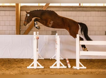 Niemiecki koń sportowy, Klacz, 6 lat, 170 cm, Gniada