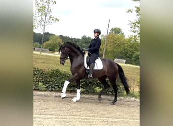 Niemiecki koń sportowy, Klacz, 6 lat, 170 cm, Gniada