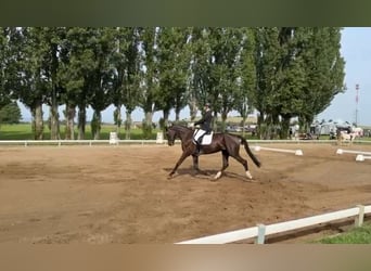 Niemiecki koń sportowy, Klacz, 6 lat, 170 cm, Kara