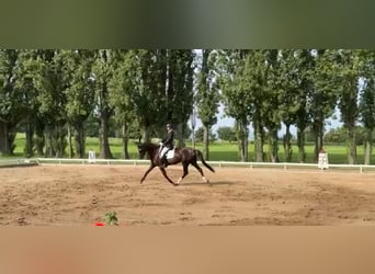 Niemiecki koń sportowy, Klacz, 6 lat, 170 cm, Kara