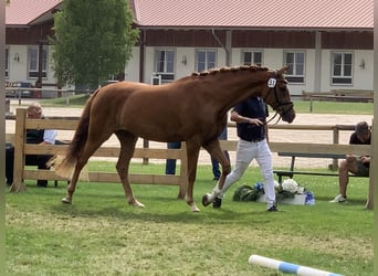 Niemiecki koń sportowy, Klacz, 6 lat, 170 cm, Kasztanowata