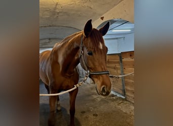 Niemiecki koń sportowy, Klacz, 6 lat, 170 cm, Kasztanowata