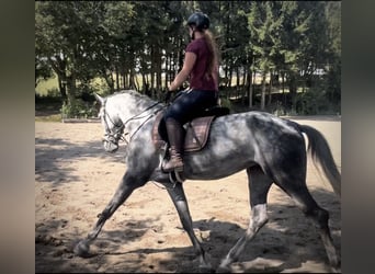 Niemiecki koń sportowy, Klacz, 6 lat, 170 cm, Siwa jabłkowita