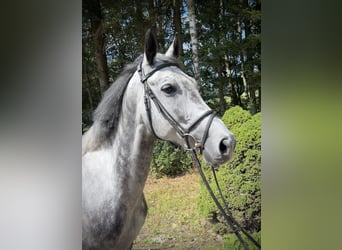 Niemiecki koń sportowy, Klacz, 6 lat, 170 cm, Siwa jabłkowita