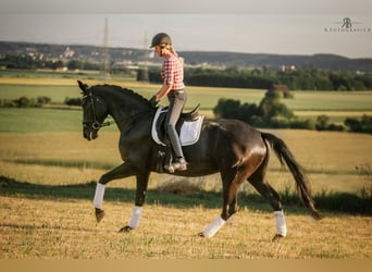 Niemiecki koń sportowy, Klacz, 6 lat, 171 cm, Kara