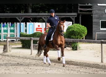 Niemiecki koń sportowy, Klacz, 6 lat, 171 cm, Kasztanowata