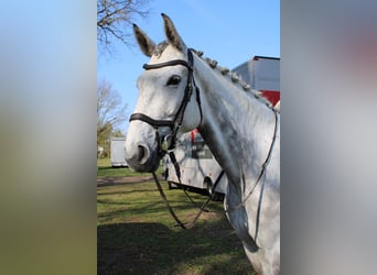 Niemiecki koń sportowy, Klacz, 6 lat, 173 cm, Siwa