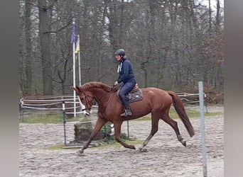 Niemiecki koń sportowy, Klacz, 6 lat, 174 cm, Kasztanowata