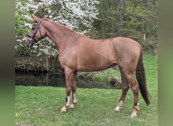 Niemiecki koń sportowy, Klacz, 6 lat, 175 cm, Kasztanowata