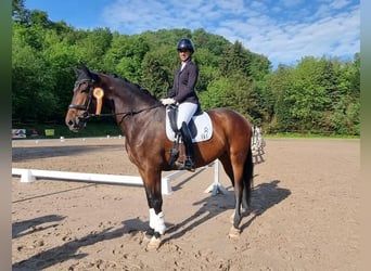 Niemiecki koń sportowy, Klacz, 6 lat, 177 cm, Ciemnogniada