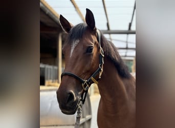 Niemiecki koń sportowy, Klacz, 6 lat, Gniada