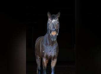 Niemiecki koń sportowy, Klacz, 7 lat, 160 cm, Gniada