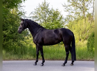 Niemiecki koń sportowy, Klacz, 7 lat, 162 cm, Kara