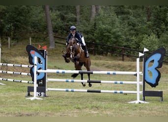 Niemiecki koń sportowy, Klacz, 7 lat, 163 cm, Ciemnogniada