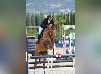 Niemiecki koń sportowy, Klacz, 7 lat, 163 cm, Ciemnokasztanowata