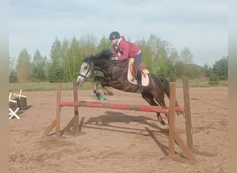 Niemiecki koń sportowy, Klacz, 7 lat, 163 cm, Siwa