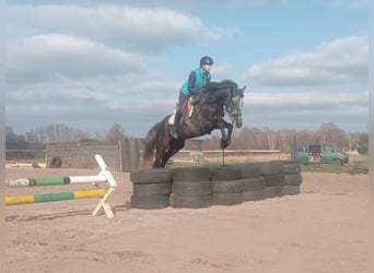 Niemiecki koń sportowy, Klacz, 7 lat, 163 cm, Siwa