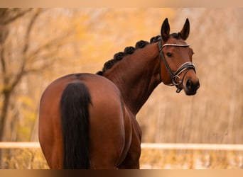 Niemiecki koń sportowy, Klacz, 7 lat, 164 cm, Gniada