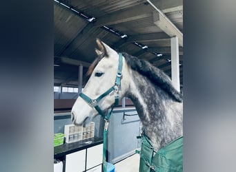 Niemiecki koń sportowy, Klacz, 7 lat, 164 cm, Karosiwa