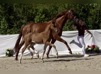 Niemiecki koń sportowy, Klacz, 7 lat, 164 cm, Kasztanowata