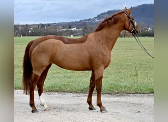 Niemiecki koń sportowy, Klacz, 7 lat, 164 cm, Kasztanowata