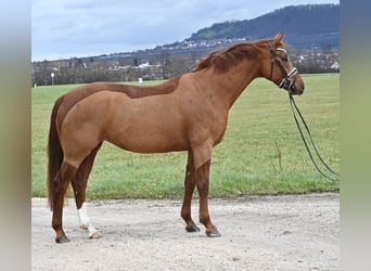 Niemiecki koń sportowy, Klacz, 7 lat, 164 cm, Kasztanowata