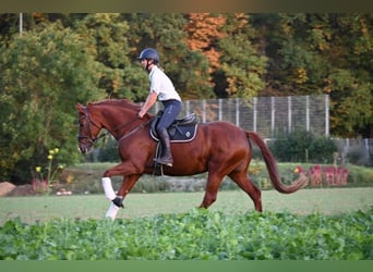 Niemiecki koń sportowy, Klacz, 7 lat, 164 cm, Kasztanowata