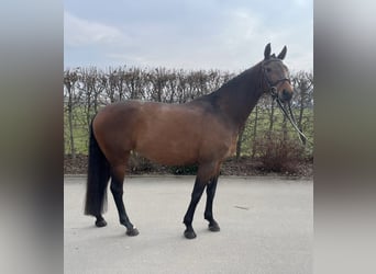 Niemiecki koń sportowy, Klacz, 7 lat, 165 cm, Gniada