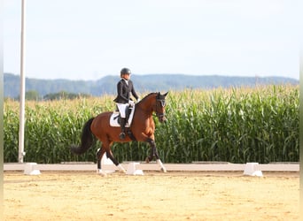 Niemiecki koń sportowy, Klacz, 7 lat, 166 cm, Gniada