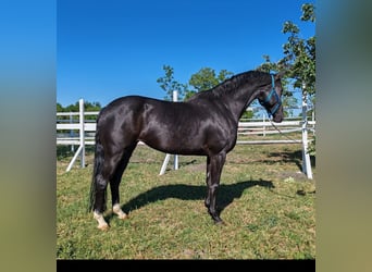 Niemiecki koń sportowy, Klacz, 7 lat, 166 cm, Kara
