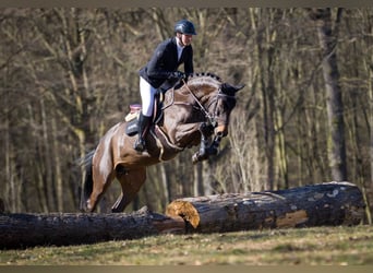 Niemiecki koń sportowy, Klacz, 7 lat, 166 cm, Skarogniada
