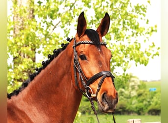 Niemiecki koń sportowy, Klacz, 7 lat, 167 cm, Gniada