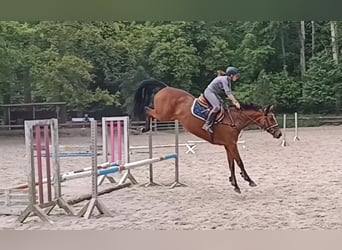 Niemiecki koń sportowy, Klacz, 7 lat, 167 cm, Gniada
