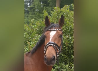 Niemiecki koń sportowy, Klacz, 7 lat, 167 cm, Gniada