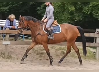 Niemiecki koń sportowy, Klacz, 7 lat, 167 cm, Gniada