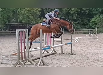 Niemiecki koń sportowy, Klacz, 7 lat, 167 cm, Gniada