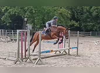 Niemiecki koń sportowy, Klacz, 7 lat, 167 cm, Gniada