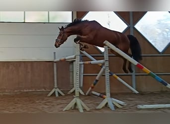 Niemiecki koń sportowy, Klacz, 7 lat, 167 cm, Gniada