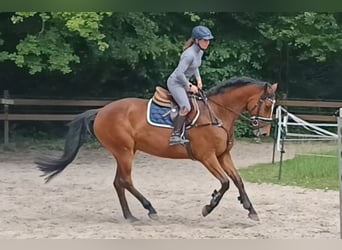 Niemiecki koń sportowy, Klacz, 7 lat, 167 cm, Gniada
