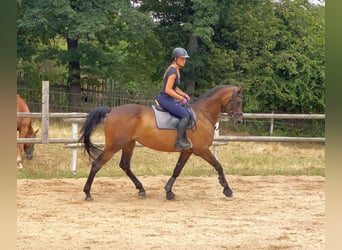Niemiecki koń sportowy, Klacz, 7 lat, 167 cm, Gniada