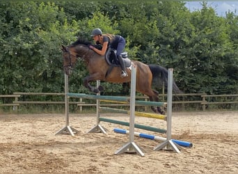 Niemiecki koń sportowy, Klacz, 7 lat, 167 cm, Gniada