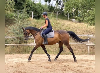 Niemiecki koń sportowy, Klacz, 7 lat, 167 cm, Gniada